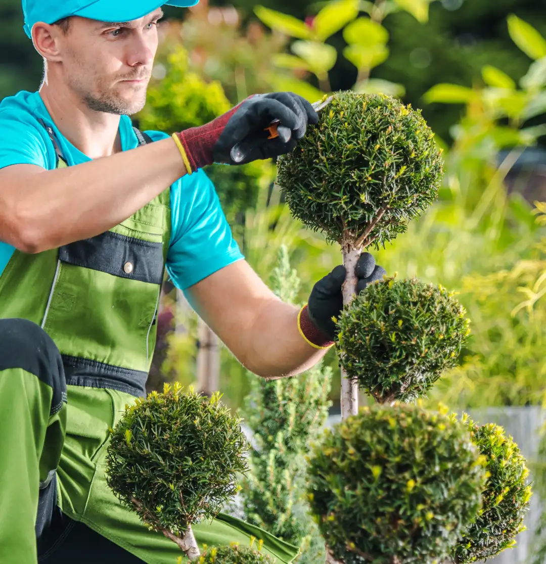 Homme taillant un arbuste en boule