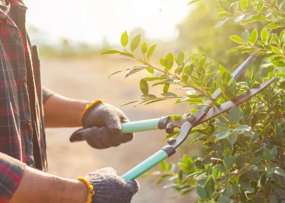 Homme taillant un buisson avec des cisailles